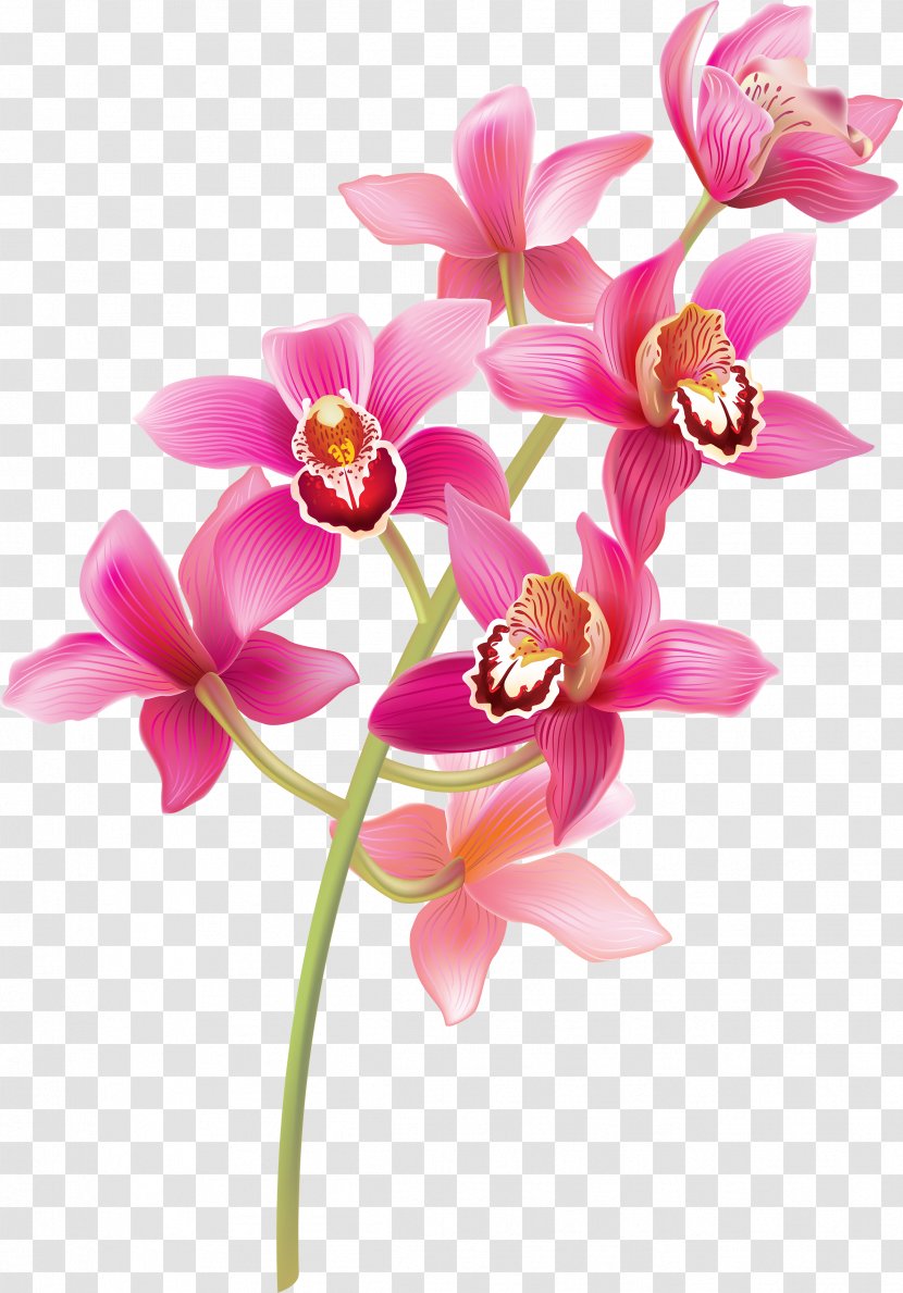 Pink Flower Cartoon - Orchid - Cattleya Spathoglottis Transparent PNG