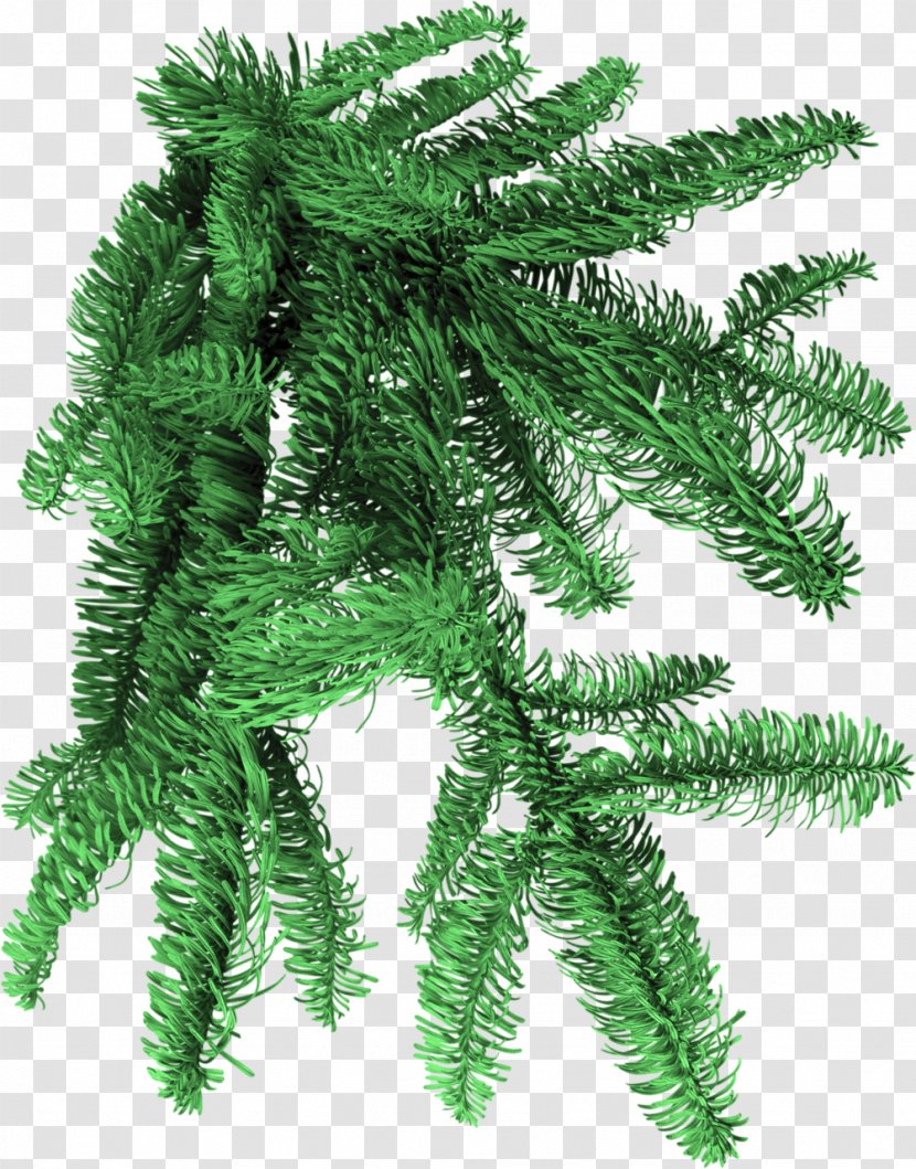 Spruce PhotoFiltre Clip Art - Photofiltre - Fir-tree Transparent PNG