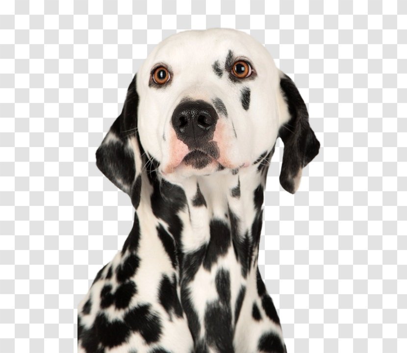 Dalmatian Dog Puppy Boxer Dachshund Chihuahua - Non Sporting Group Transparent PNG