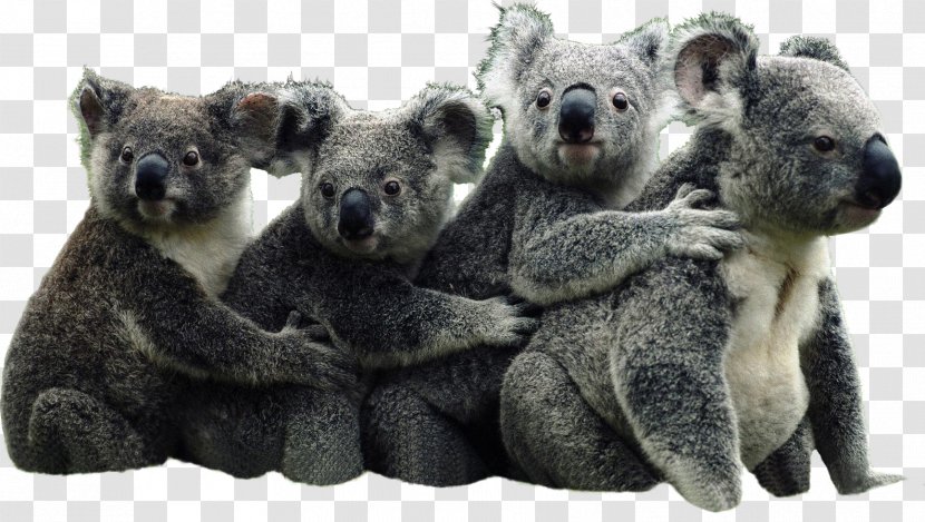 The Koala Book Australia Bear Giant Panda Transparent PNG