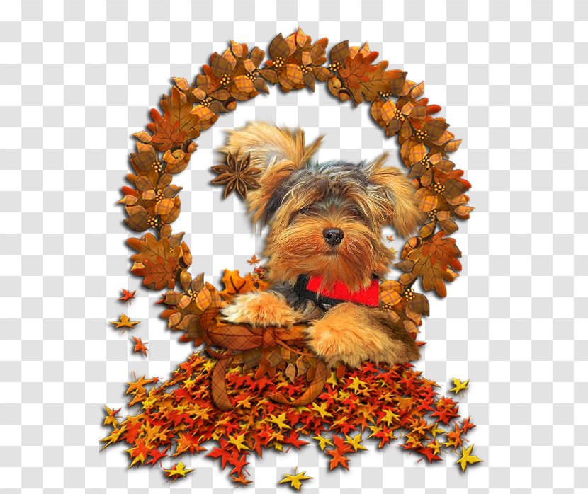 Yorkshire Terrier Autumn GIF Image Puppy - Modern Letter Head Transparent PNG