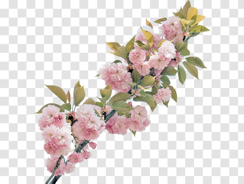 Cut Flowers Floral Design Rose Blossom - Branch - Magnolia Border Transparent PNG