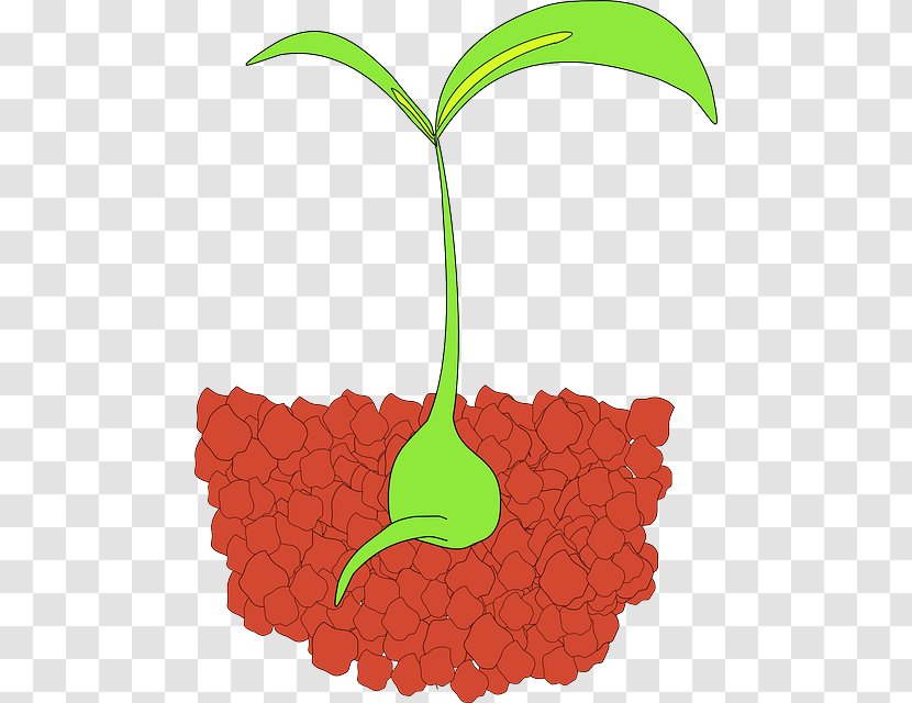 Seedling Plant Clip Art - Organism - Sprout Transparent PNG