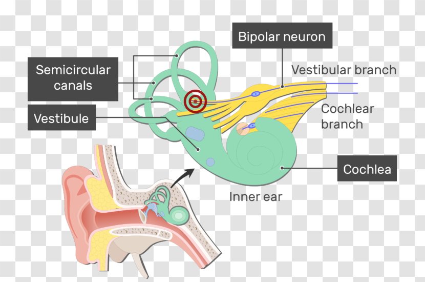Vestibulocochlear Nerve Vestibular Neuron - Tree - Ear Transparent PNG