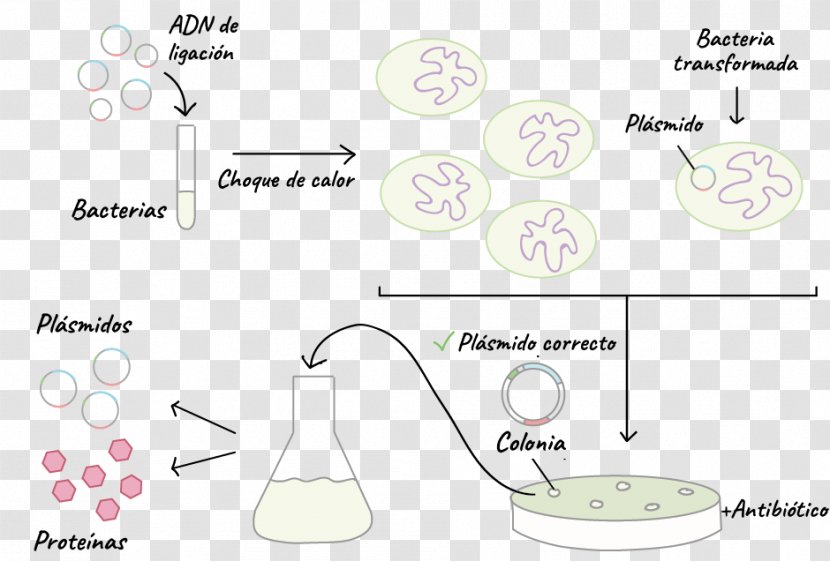 Transformation Bacteria Plasmid DNA Cloning Vector - Silhouette Transparent PNG