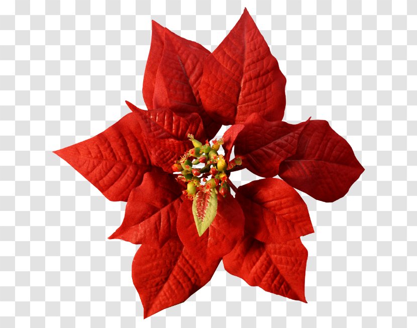 Poinsettia Cut Flowers Red Color - Christmas - Flower Transparent PNG
