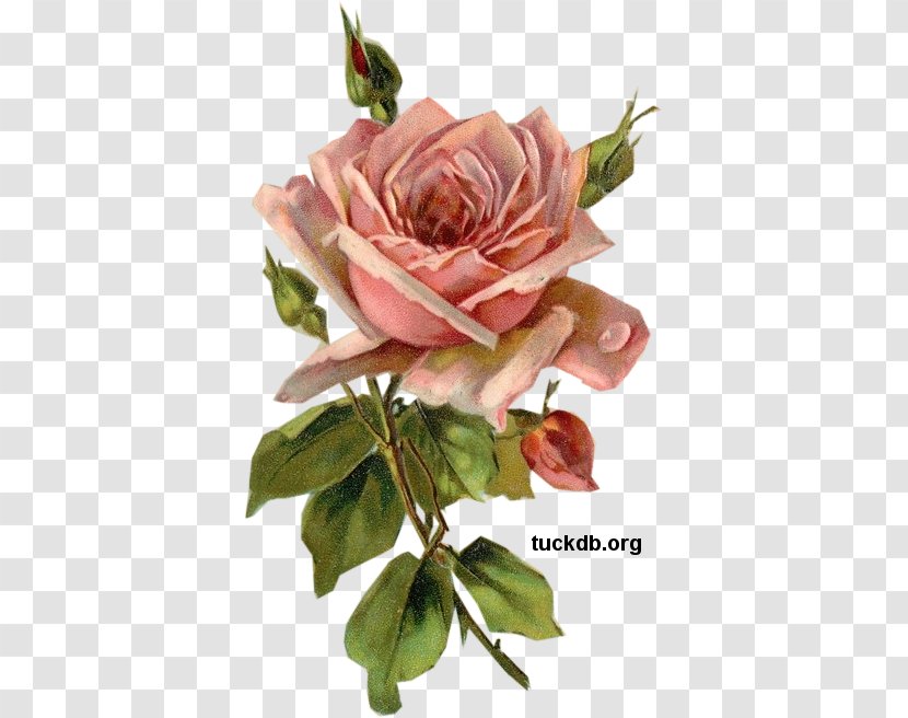 Garden Roses Cabbage Rose Paper Pink Decoupage - Floral Design - Old Watercolor Transparent PNG