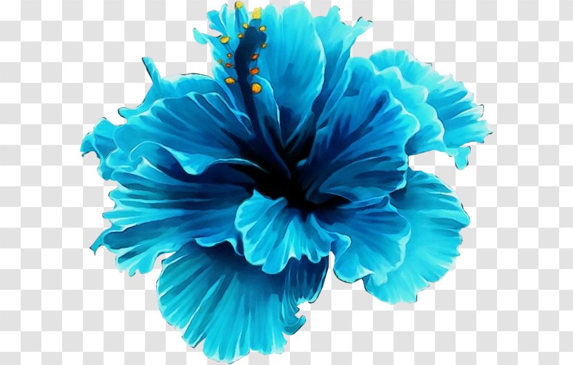 Blue Turquoise Petal Hawaiian Hibiscus Flower - Mallow Family - Plant Transparent PNG