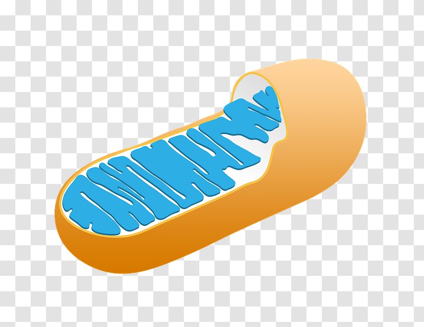 Mitochondrion Mitochondrial Disease Cellular Respiration Biology - Footwear - Cell Transparent PNG