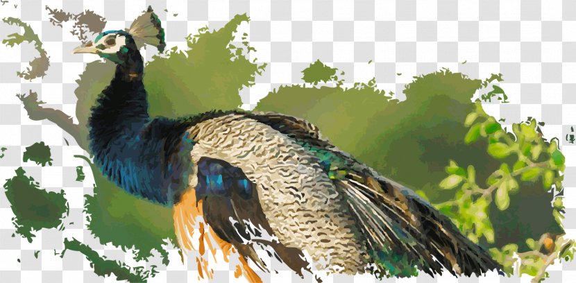 Duck Fauna Galliformes Beak Feather - Tree Transparent PNG