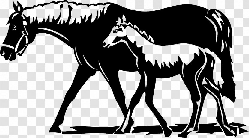 Foal Mustang Pony Stallion - Horse Like Mammal Transparent PNG