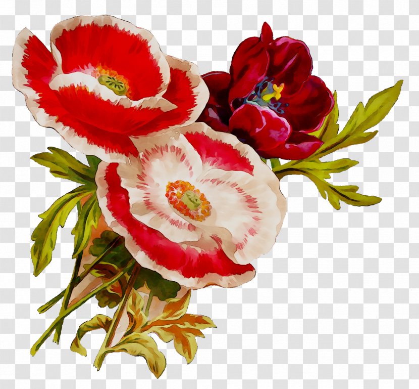Garden Roses Cabbage Rose Floral Design Cut Flowers - Botany - Plant Transparent PNG