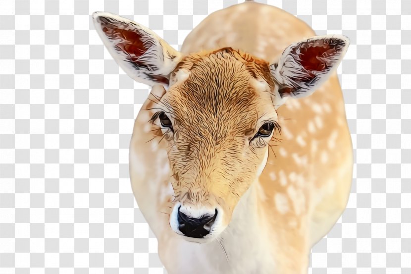 Reindeer - Deer - Roe Animal Figure Transparent PNG