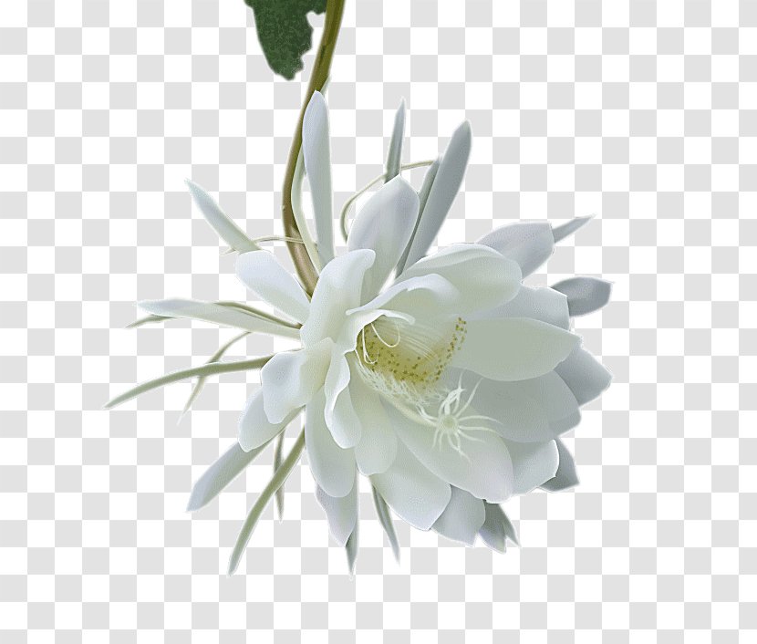 Fishbone Cactus Magnolia Family Cut Flowers - Flowering Plant - Petal Transparent PNG