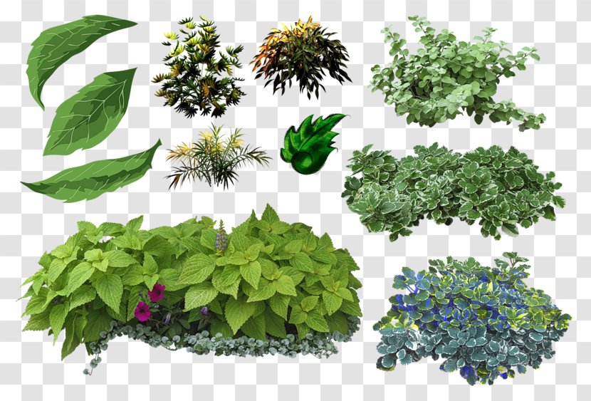 Leaf Herbs & Flowers: Plant, Grow, Eat Shrub On Landscape Architecture - Saikei Transparent PNG