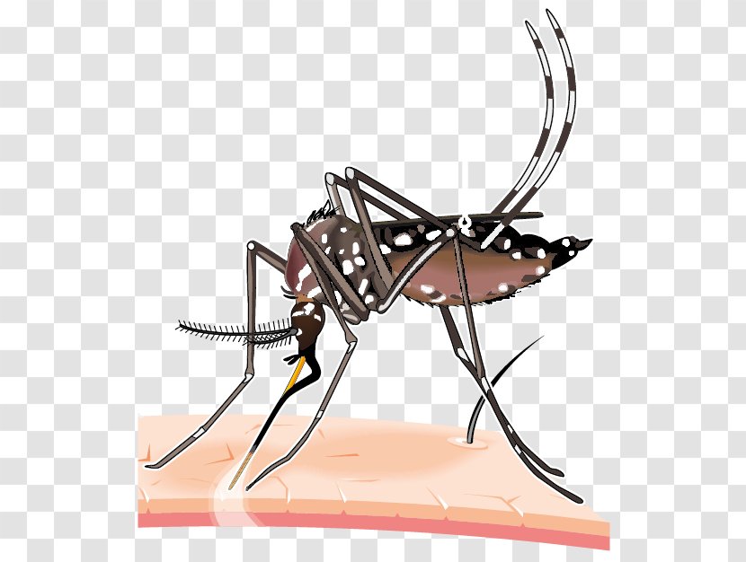 2015–16 Zika Virus Epidemic Yellow Fever Mosquito Dengue - Pest - Mosquitoborne Disease Transparent PNG