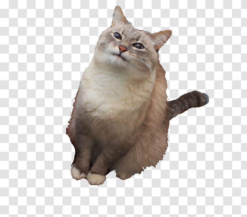 Blini Pancake Cat Imgur - Heart Transparent PNG