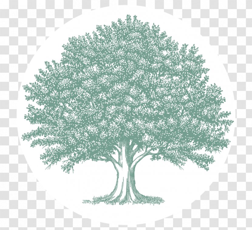 Oak Tree Drawing Clip Art - Plant Transparent PNG