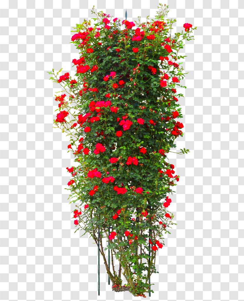 Rose Tree Shrub - Plant Transparent PNG