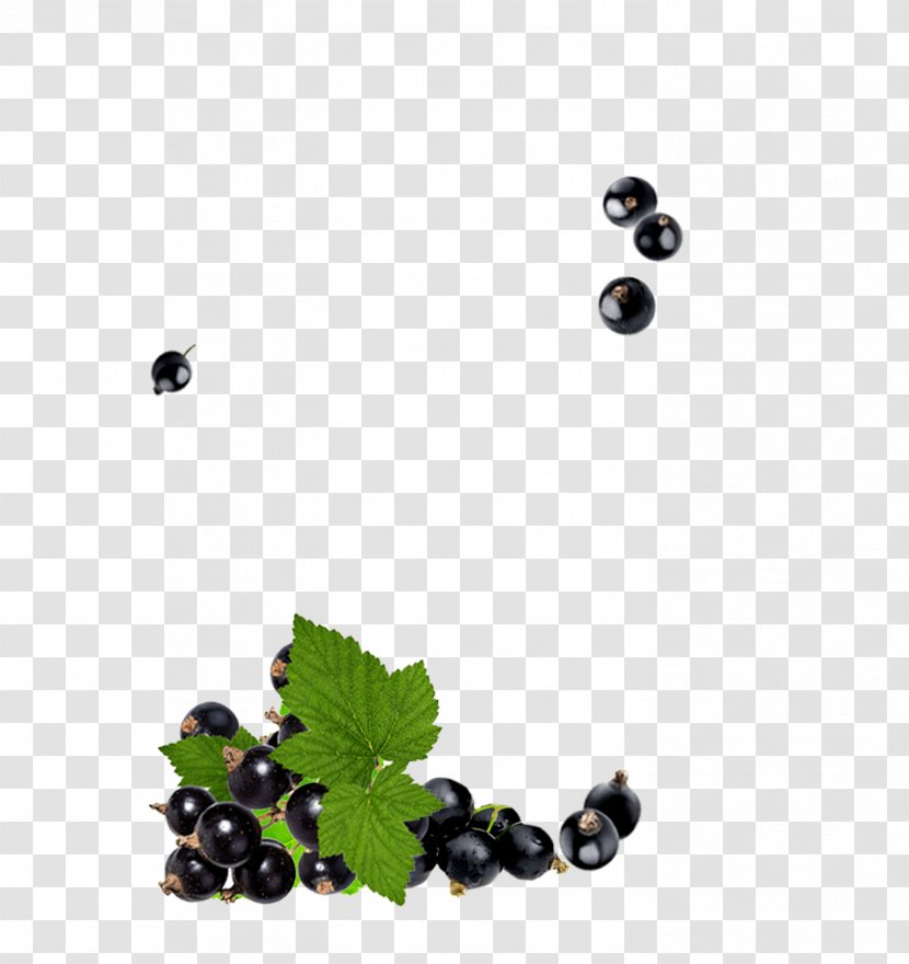 Berry Plant Fruit Bilberry Blackberry - Food Chokeberry Transparent PNG