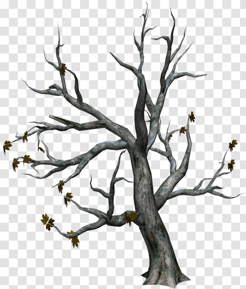Tree Branch Deciduous Trunk - Almond Transparent PNG