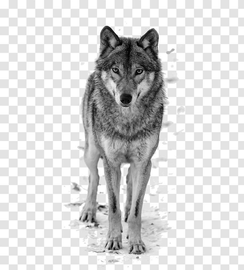 Dog T-shirt Top Blouse Shutterstock - Wolfdog - Wolf Transparent PNG
