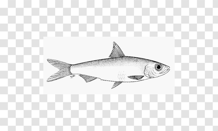Sardine Squaliformes Oily Fish 09777 Marine Biology - Herring Family - Mammal Transparent PNG