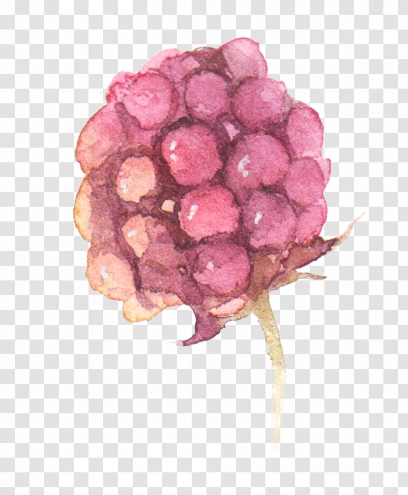 Watercolor: Flowers Watercolor Painting Grape - Hand-painted Bud Transparent PNG