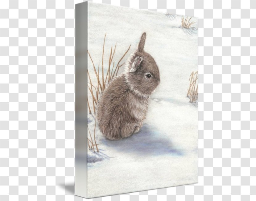 Domestic Rabbit Hare Gallery Wrap Whiskers - Snow Bunny Transparent PNG