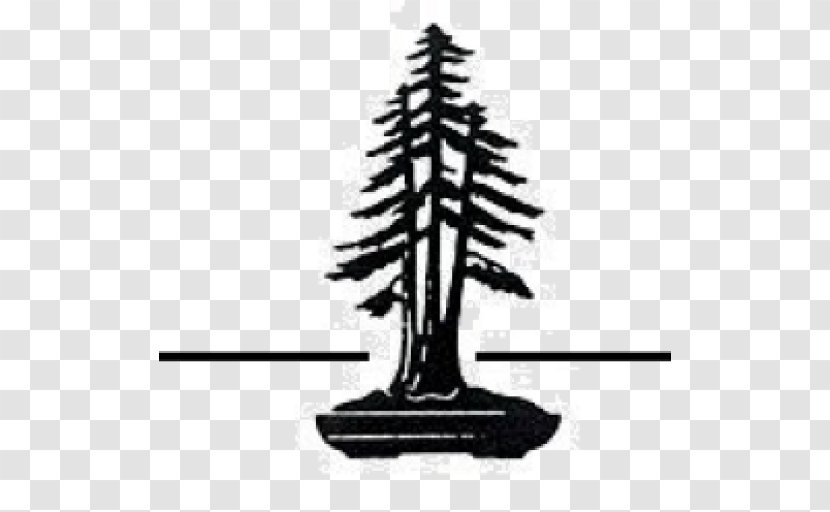 Redwood National And State Parks Coast North Christmas Tree - Houseplant - Bonsai Transparent PNG