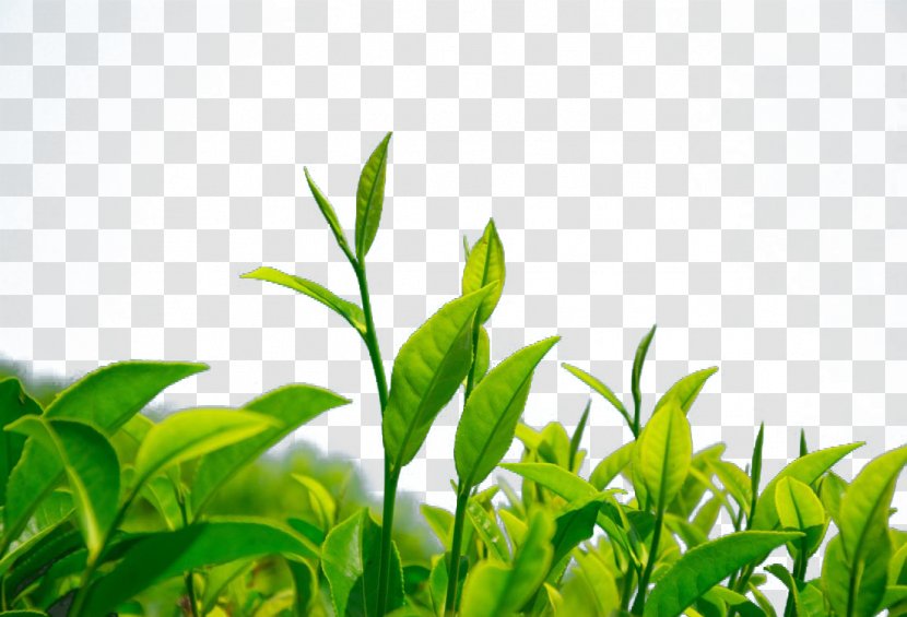 Green Tea Chrysanthemum Leaf Camellia Sinensis - Shoot Transparent PNG