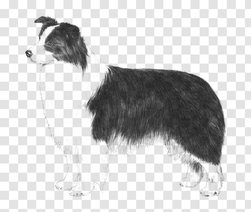 Rough Collie Border Australian Shepherd Beagle Smooth - Breed - Puppy Transparent PNG