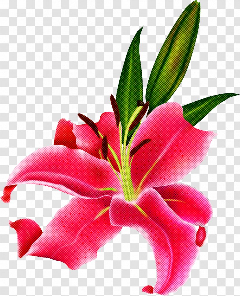 Flower Lily Petal Plant Pink - Leaf Stargazer Transparent PNG