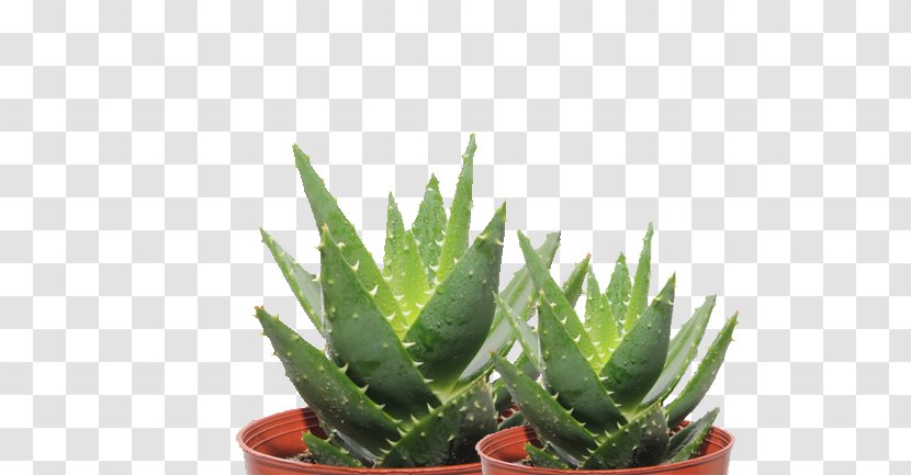 Aloe Vera Ferox Polyphylla Maculata Leaf - Asphodelaceae - Potted Cactus Transparent PNG