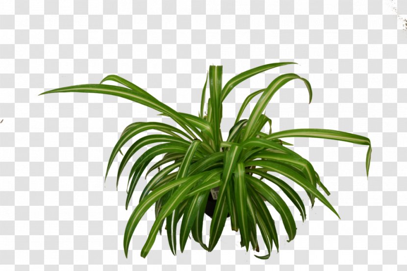 Houseplant Chlorophytum Comosum NASA Clean Air Study Luster Leaf - Plants Transparent PNG