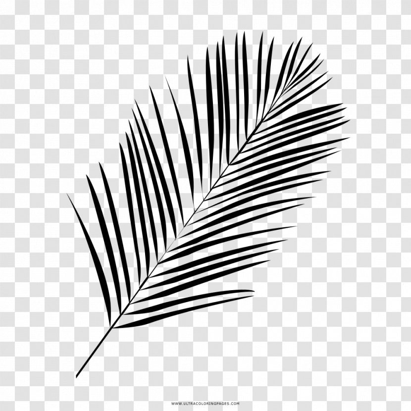 Drawing Black And White Leaf Coloring Book - Color Transparent PNG