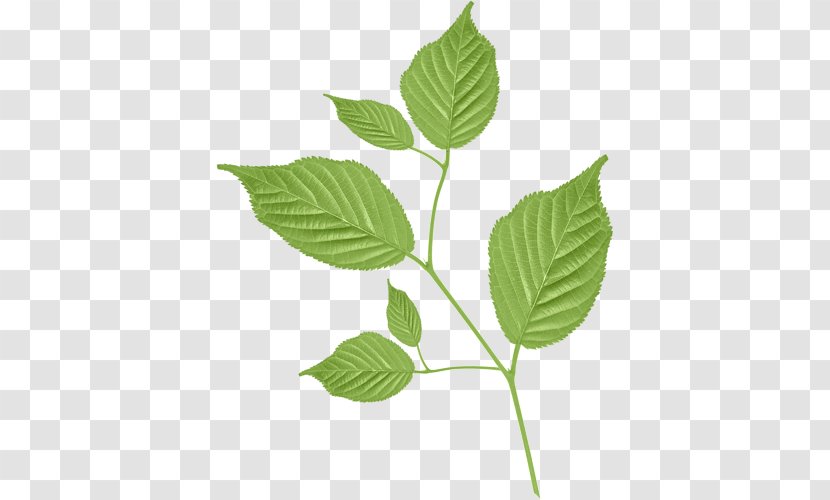Leaf Branch - Plant Stem Transparent PNG