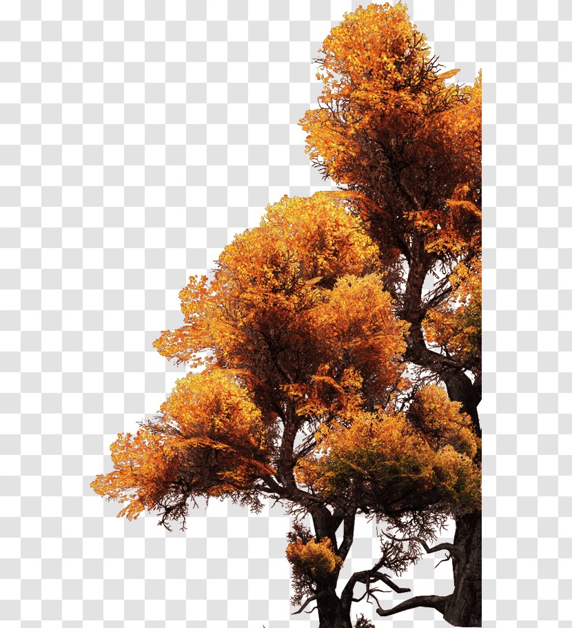 Maple Tree - Golden Transparent PNG