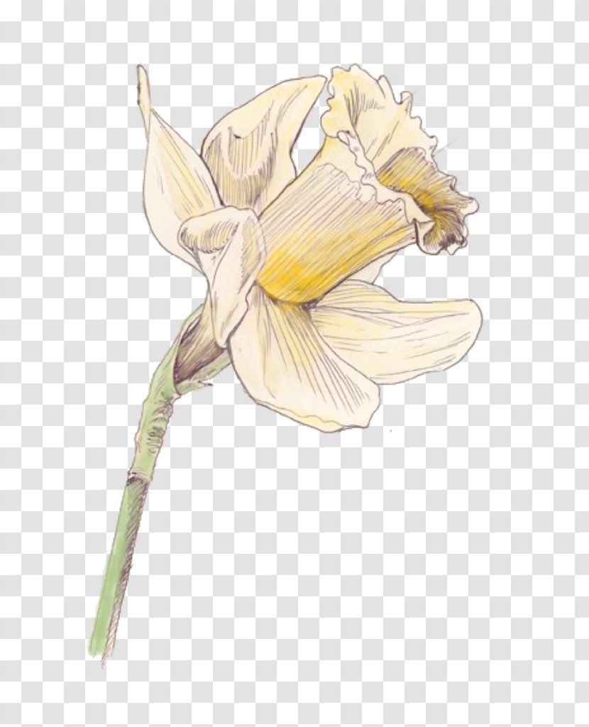 Flowering Plant Cut Flowers Drawing - Daffodil Transparent PNG