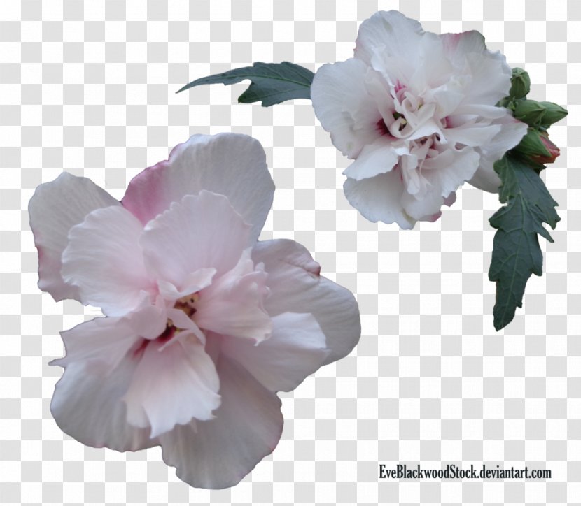 Flower Plant Common Daisy - Stau150 Minvuncnr Ad - Hibiscus Transparent PNG