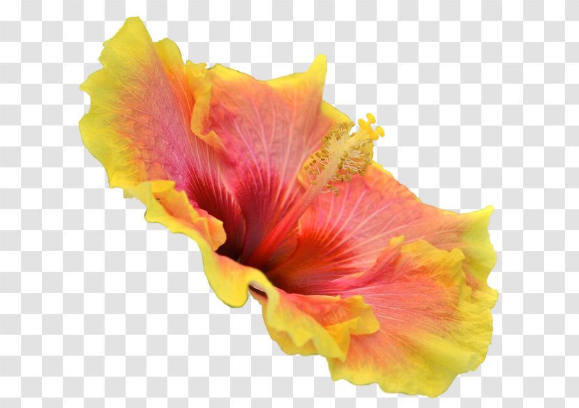 Image Rosemallows Download - Plant - Orange Hibiscus Flower Wedding Cake Transparent PNG
