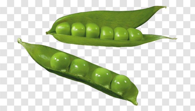 Split Pea Silique Common Bean Clip Art - Vetches - Green Peas With Pods Transparent PNG