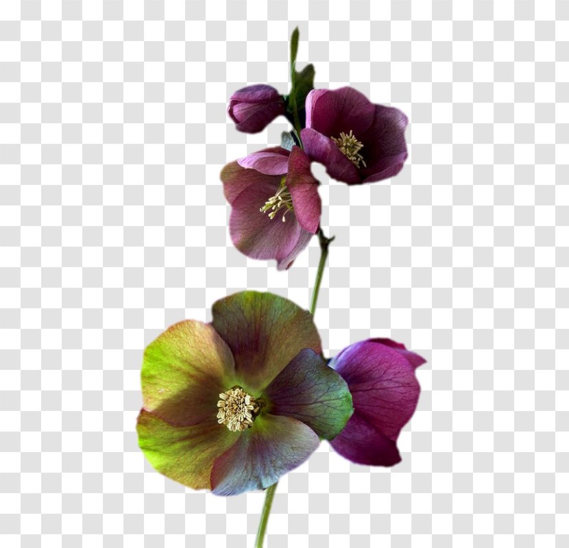 Common Hibiscus Cut Flowers Rose Hollyhocks - Petal - Flower Transparent PNG