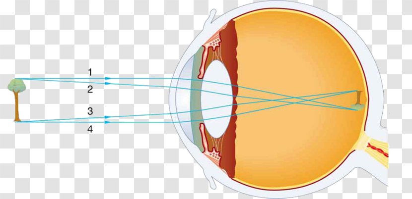 Retina Human Eye Light - Silhouette Transparent PNG