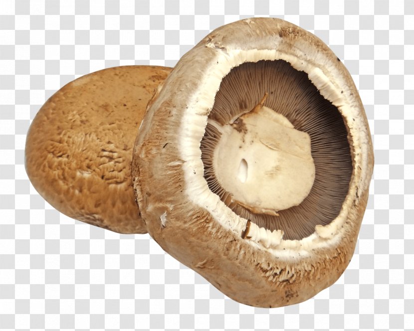 Common Mushroom Edible Lingzhi Fungus - Agaricomycetes - Mushrooms Transparent PNG