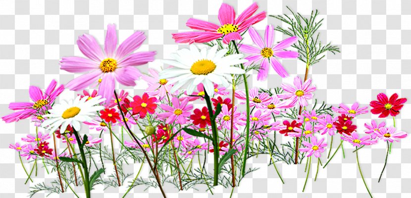 Flower Clip Art - Flowering Plant - 50 лет Transparent PNG