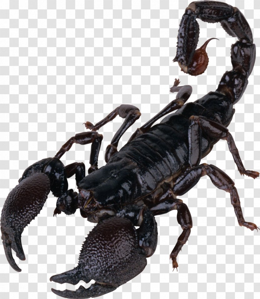 Scorpion Download Transparent PNG