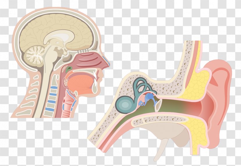 Pharynx Larynx Anatomy Adenoid Eustachian Tube - Cartoon - Nose Transparent PNG