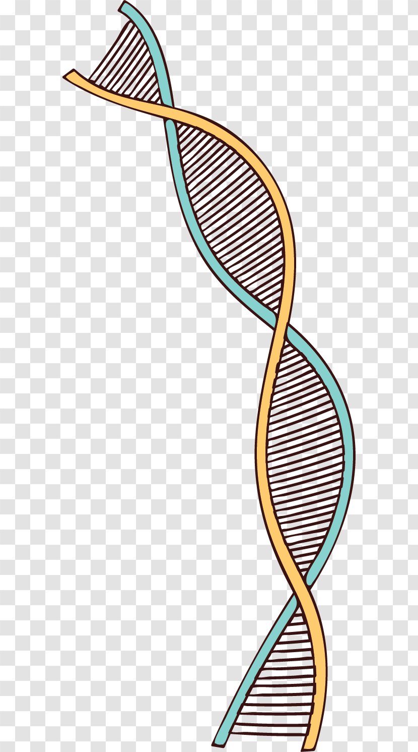 Genealogy Clip Art Genealogical DNA Test - Surname - Chromosome Map Transparent PNG