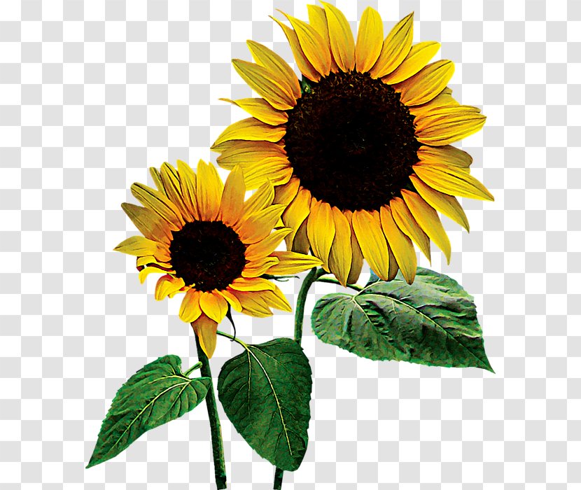 Common Sunflower Throw Pillows Blanket Seed - Textile - Pillow Transparent PNG